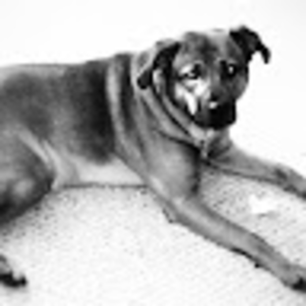 Meet your Posher, Mojo